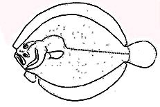 Familia Scophthalmidae_claves